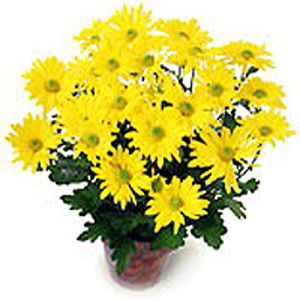 Basking Ridge Florist | Yellow Mum