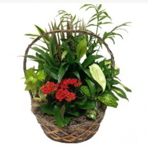 Basking Ridge Florist | Indoor Garden