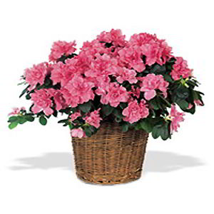 Basking Ridge Florist | Pink Azalea