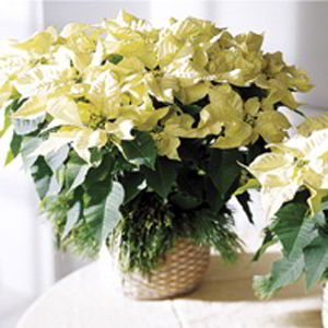 Basking Ridge Florist | White Poinsettia