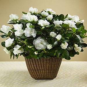 Basking Ridge Florist | White Azalea