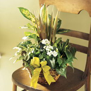 Basking Ridge Florist | Dish Garden