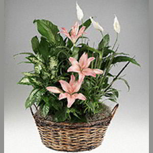 Basking Ridge Florist | Lily Garden